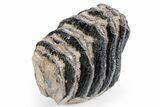 Partial Southern Mammoth Molar - Hungary #358320-2